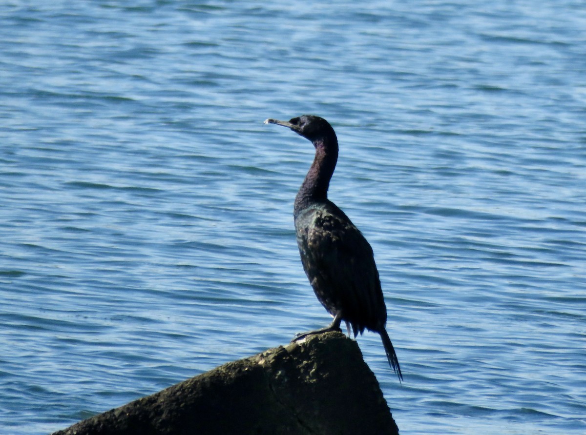 Pelajik Karabatak - ML644737801