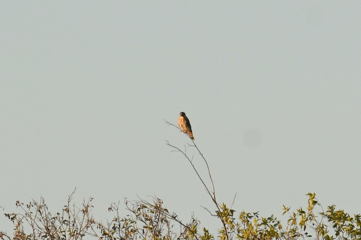 בז אמריקני - ML644737803