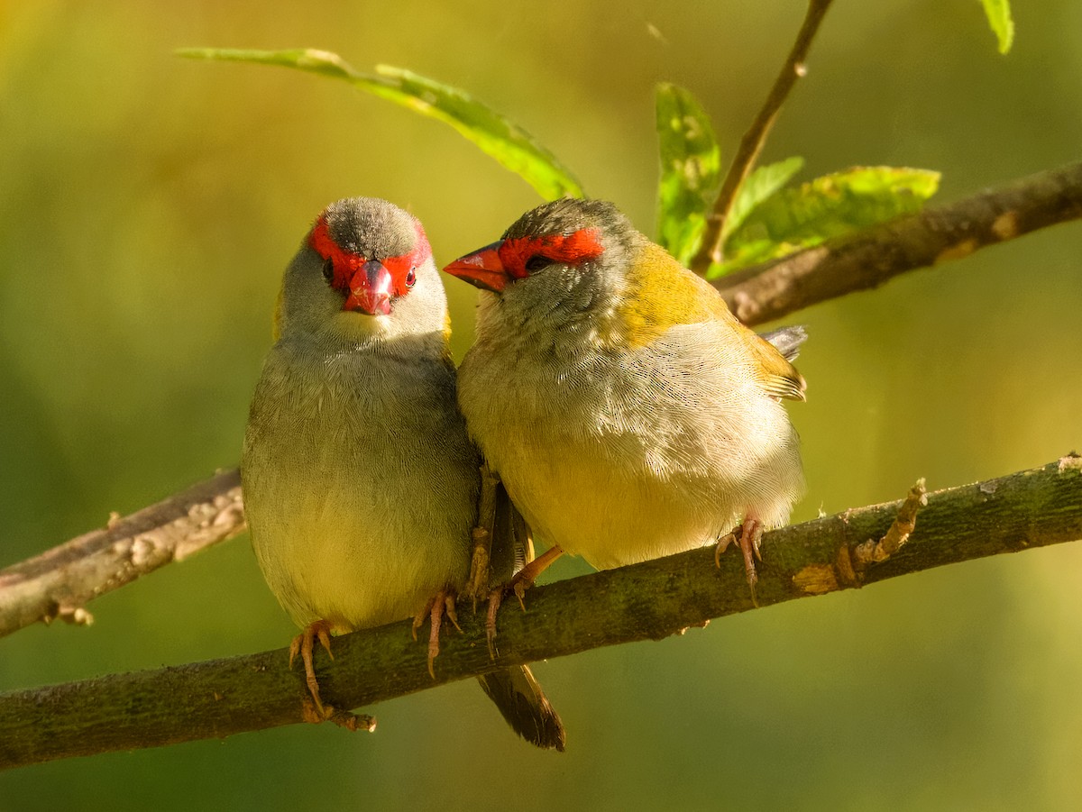 Red-browed Firetail - ML644737805