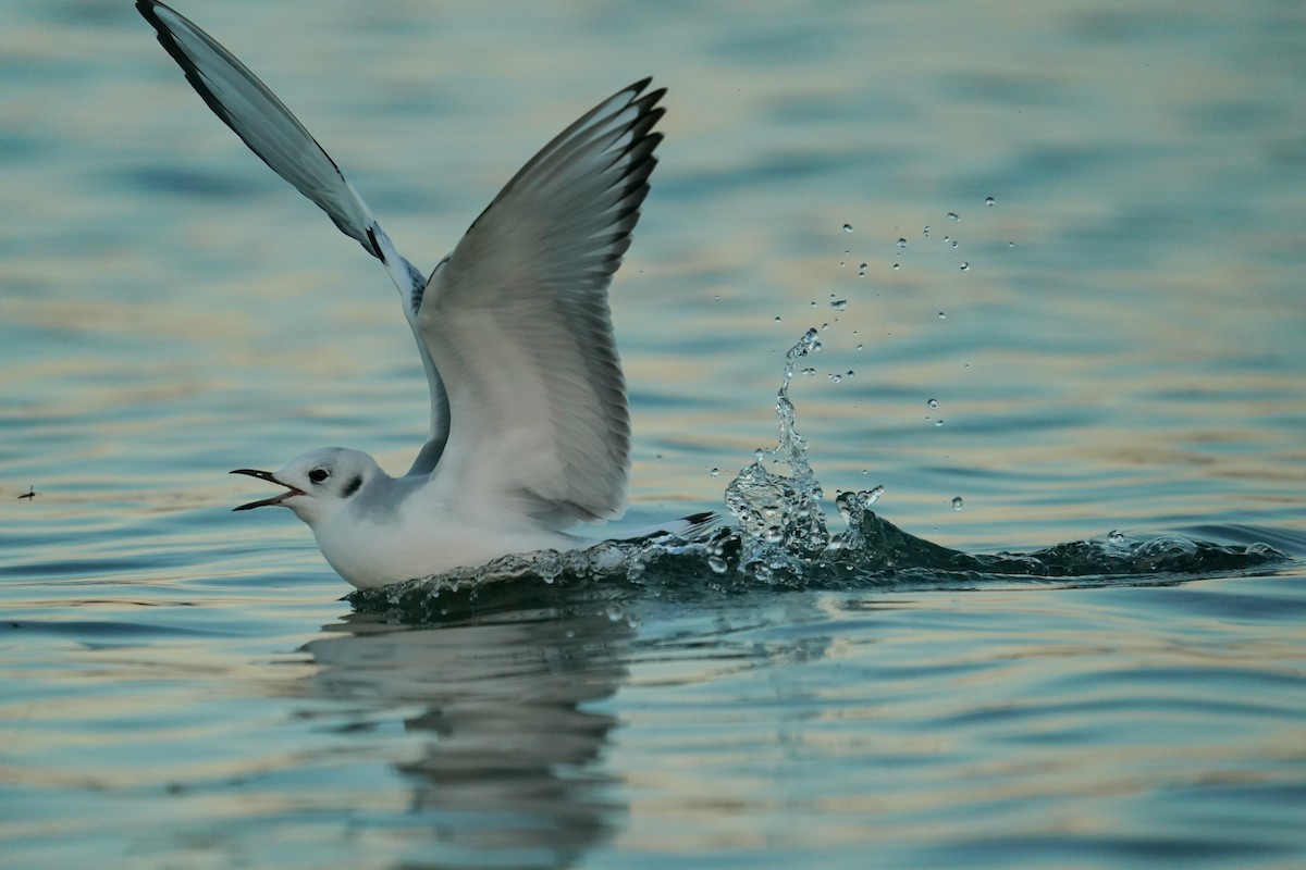 Мартин канадський - ML644737806