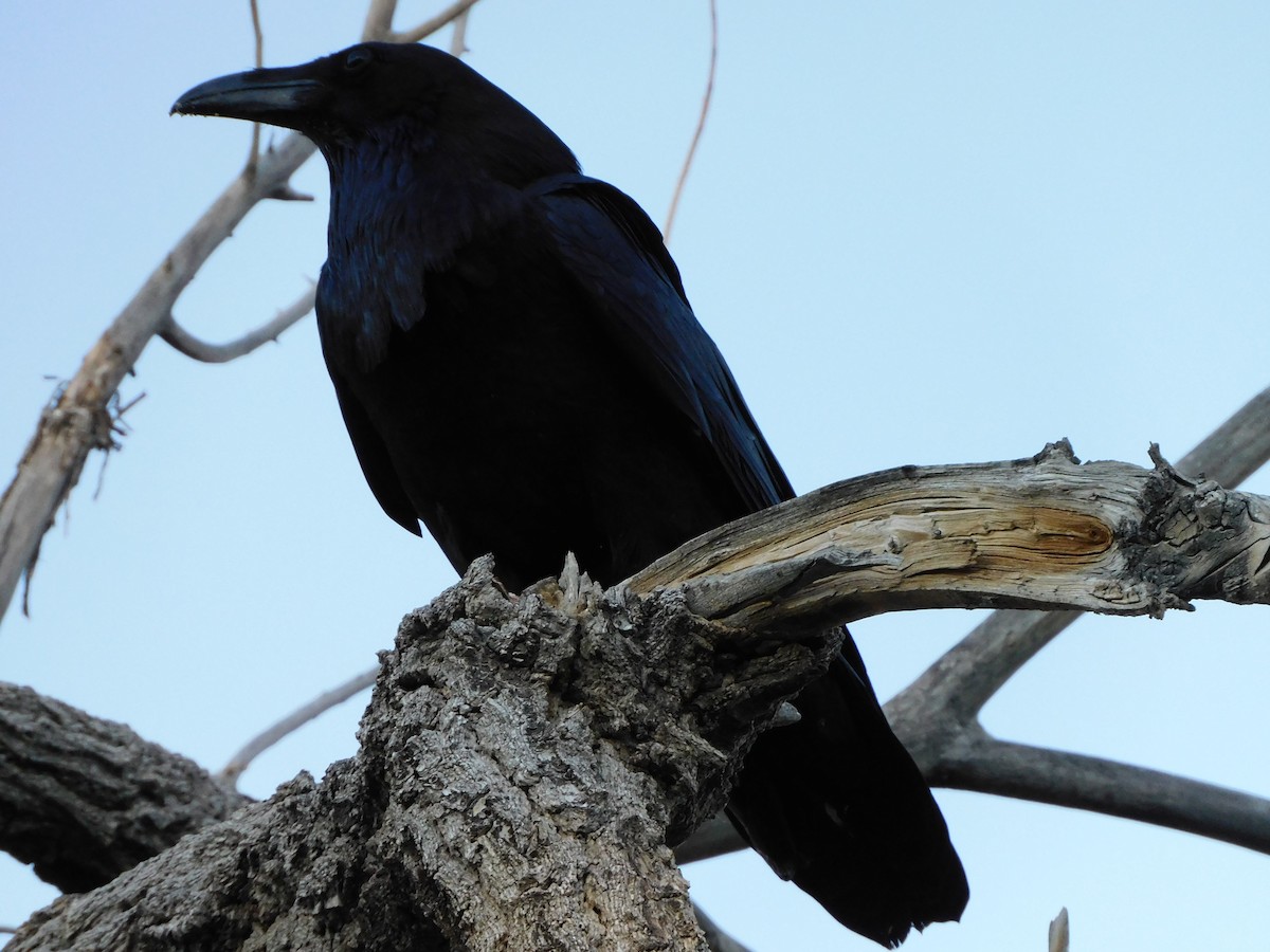 Common Raven - ML644737814
