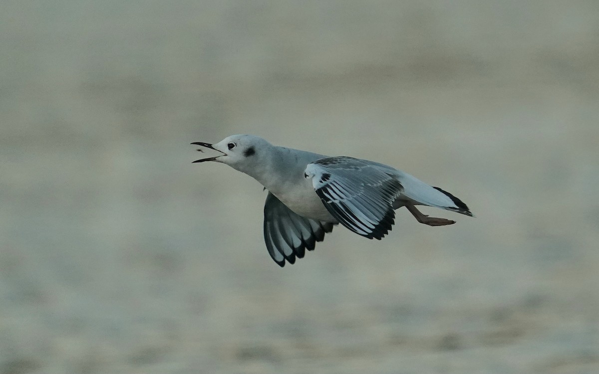 Мартин канадський - ML644737816