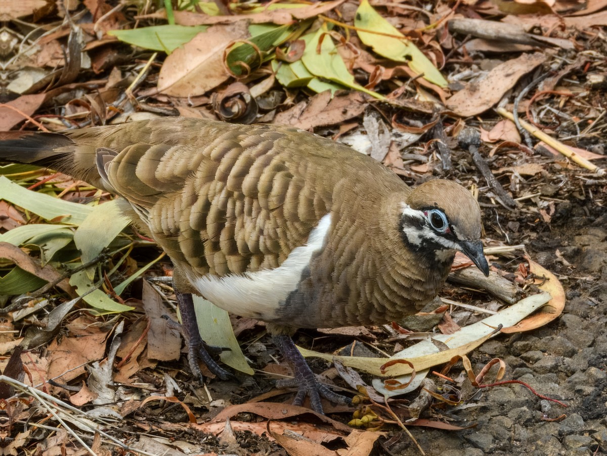 Squatter Pigeon - ML644737817