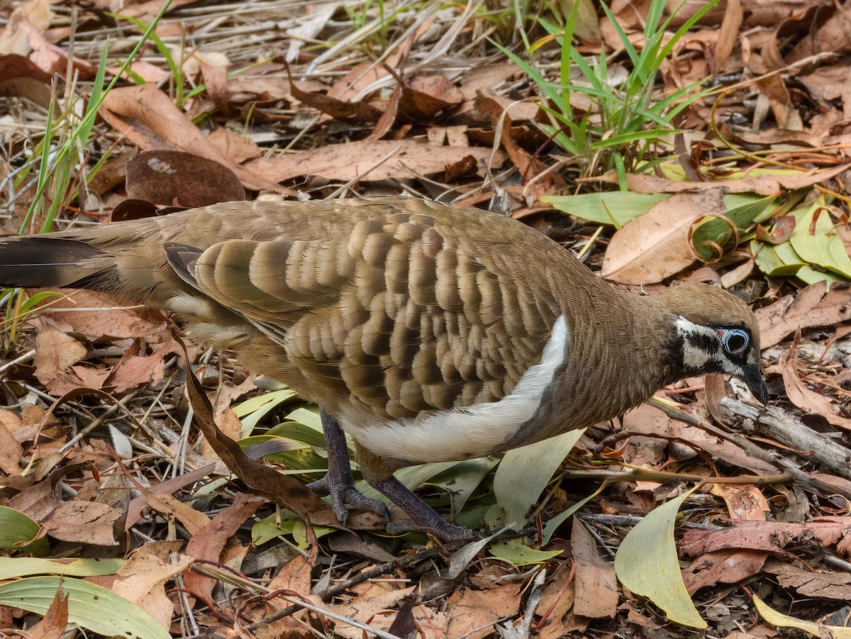 Squatter Pigeon - ML644737818