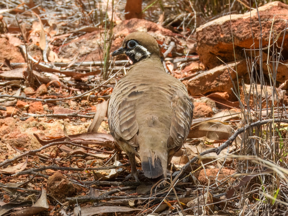 Squatter Pigeon - ML644737819