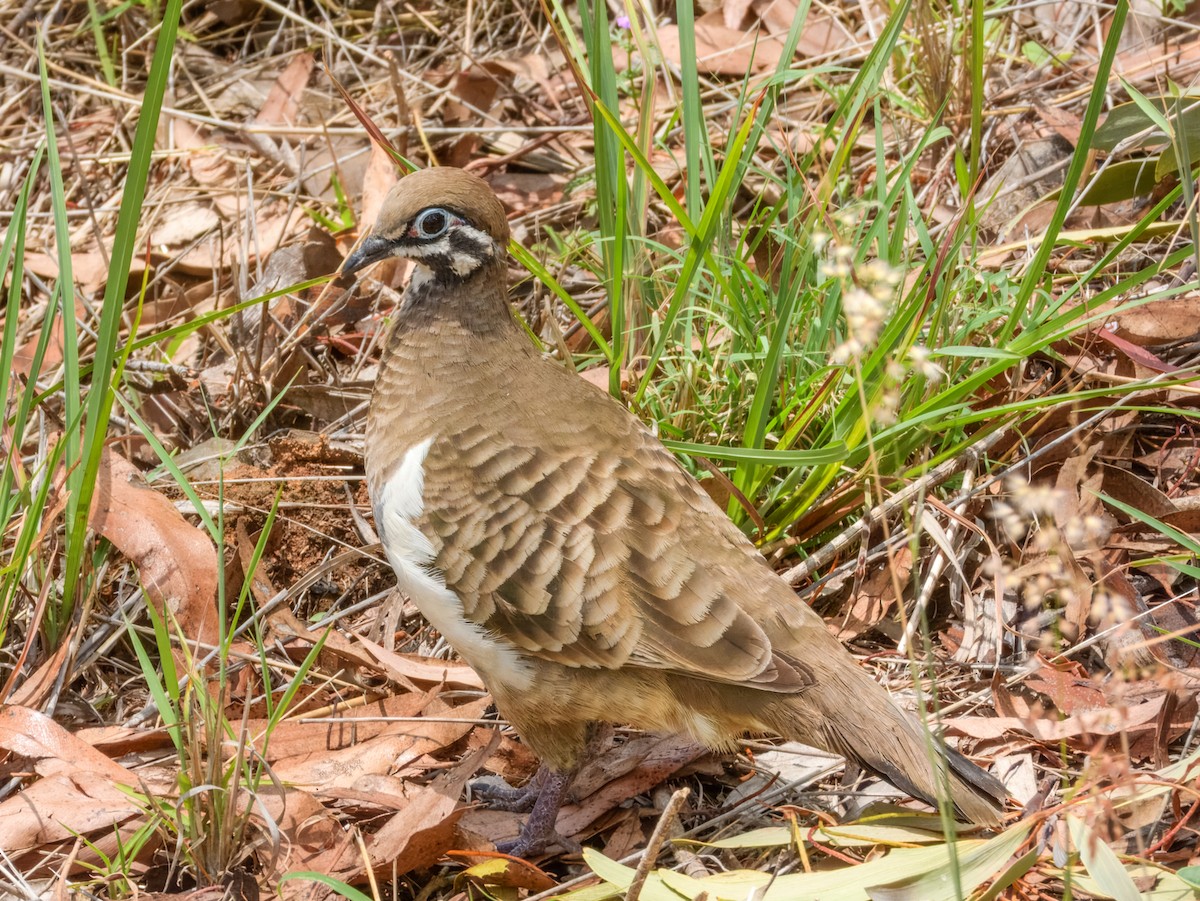 Squatter Pigeon - ML644737820