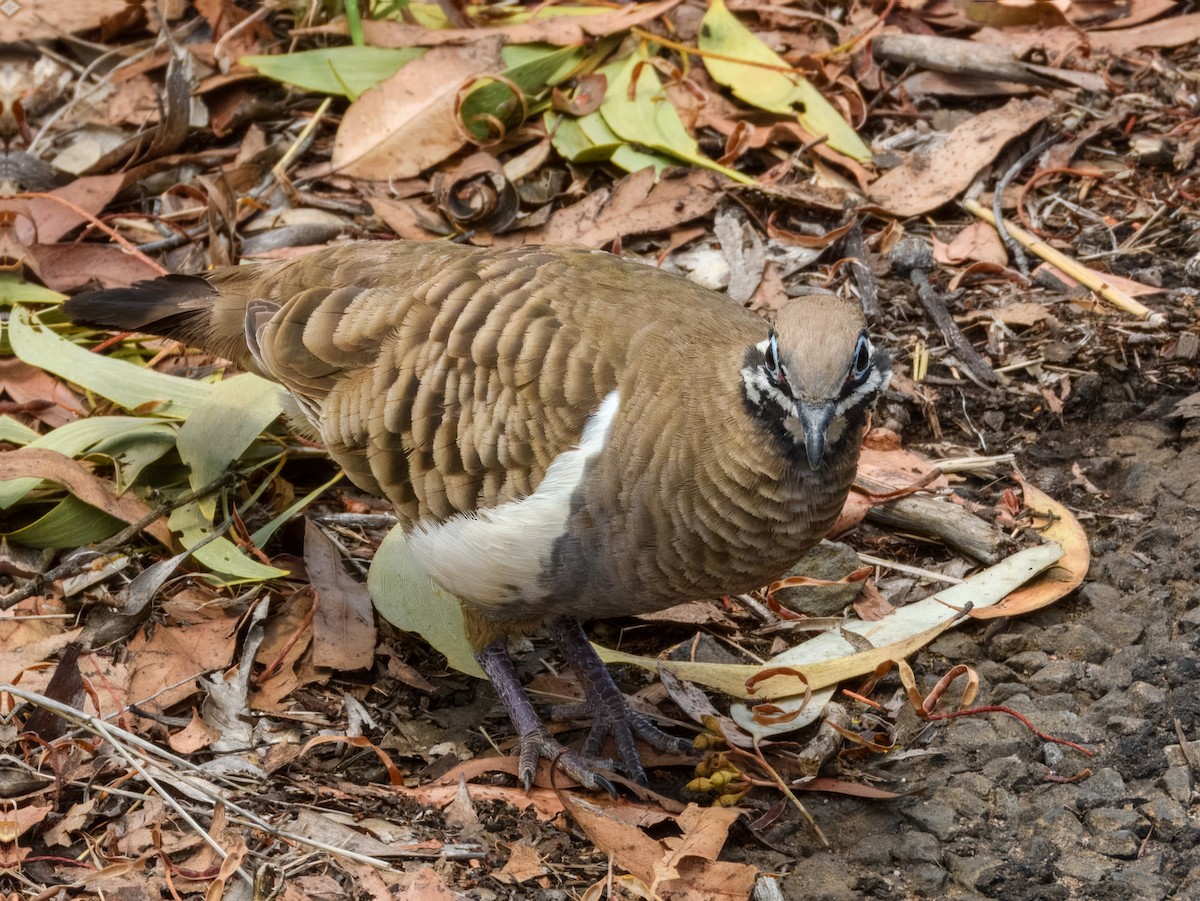 Squatter Pigeon - ML644737821