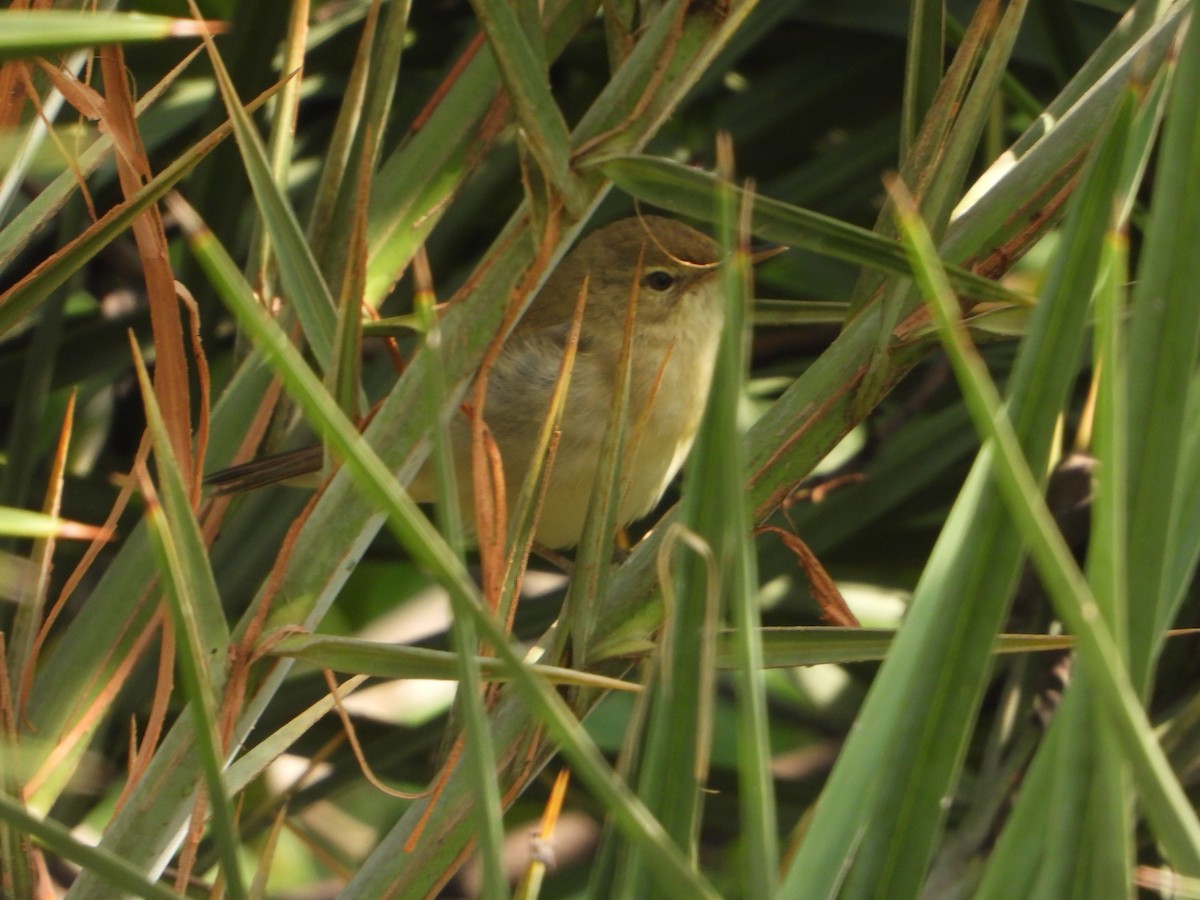 Greenish Warbler - ML644737827