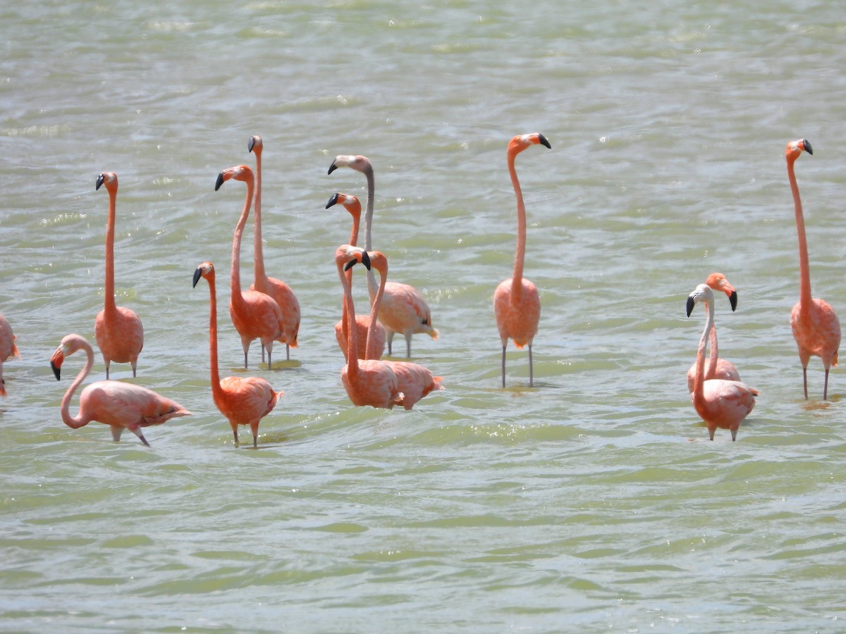 American Flamingo - ML644737830