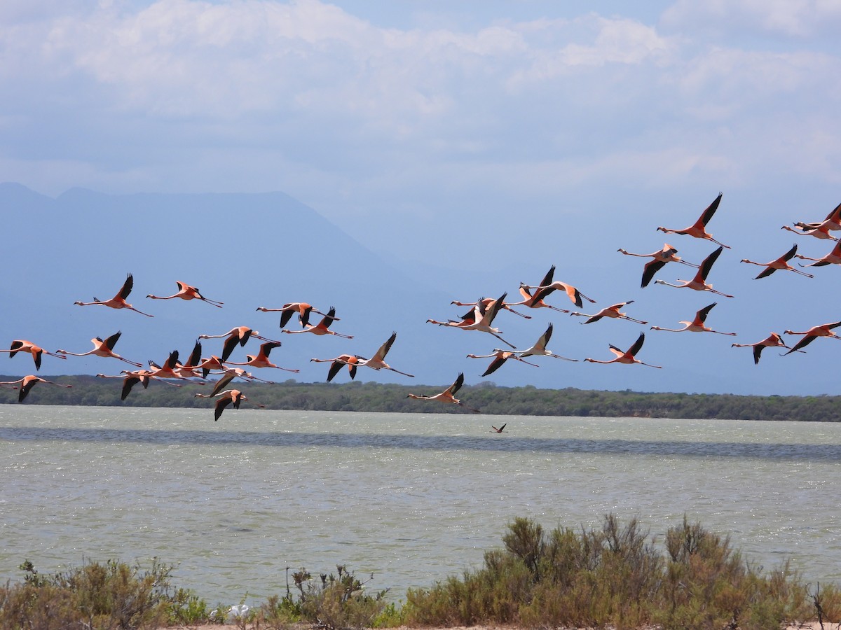 American Flamingo - ML644737831