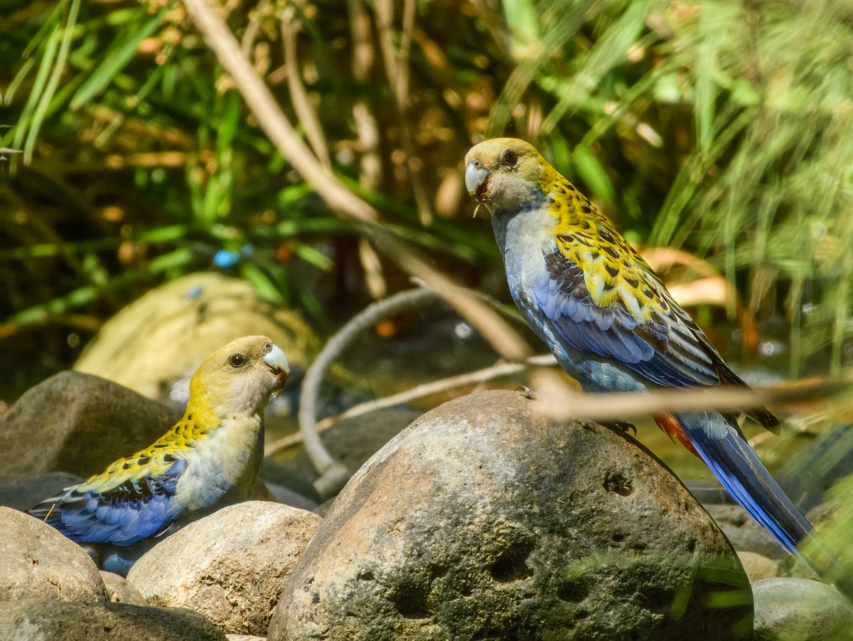 Pale-headed Rosella - ML644737834