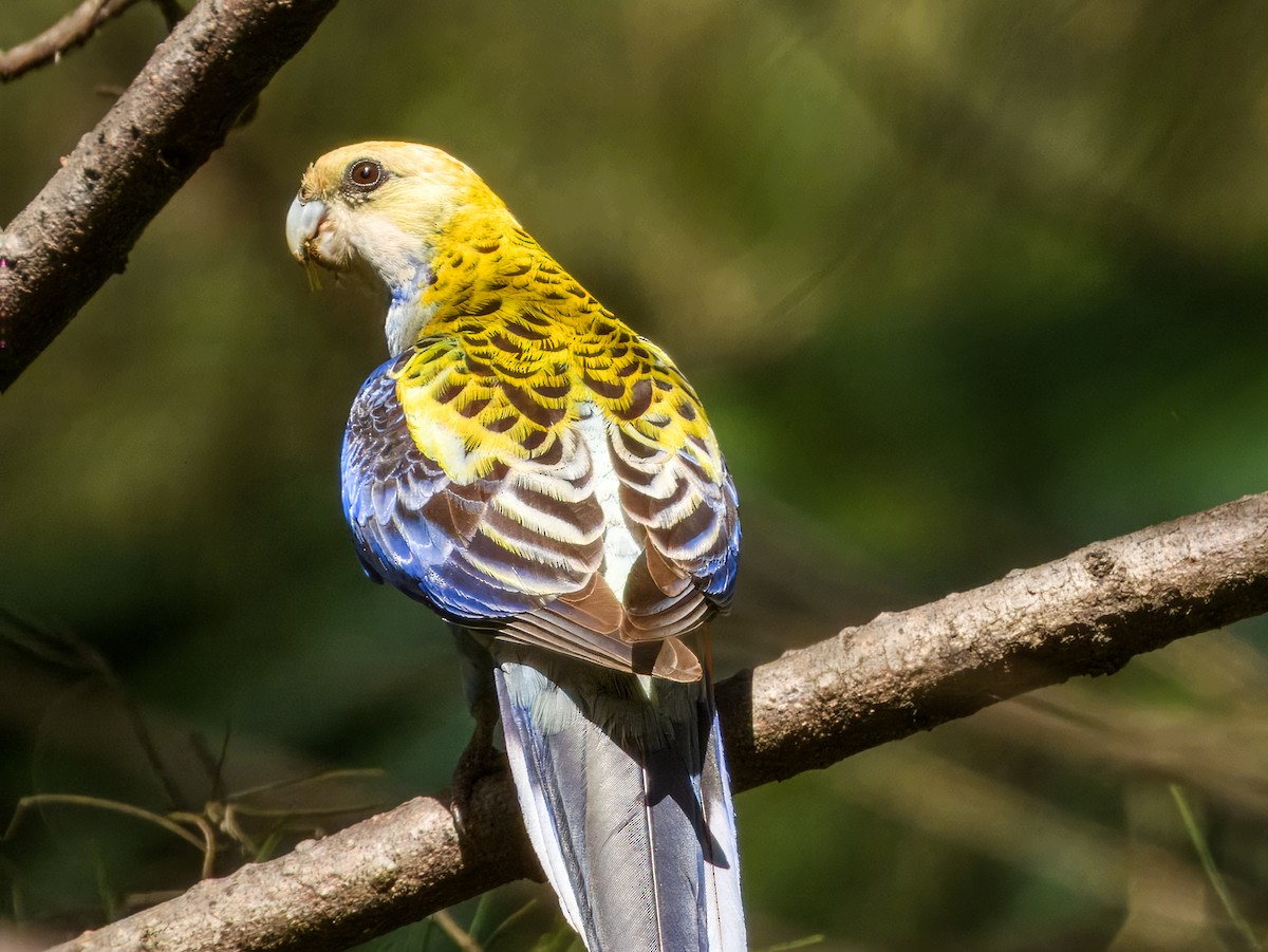 Pale-headed Rosella - ML644737836
