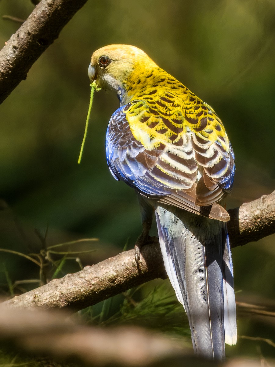Pale-headed Rosella - ML644737837