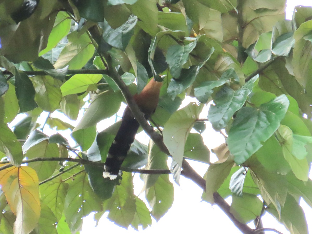 Raffles's Malkoha - ML644737847