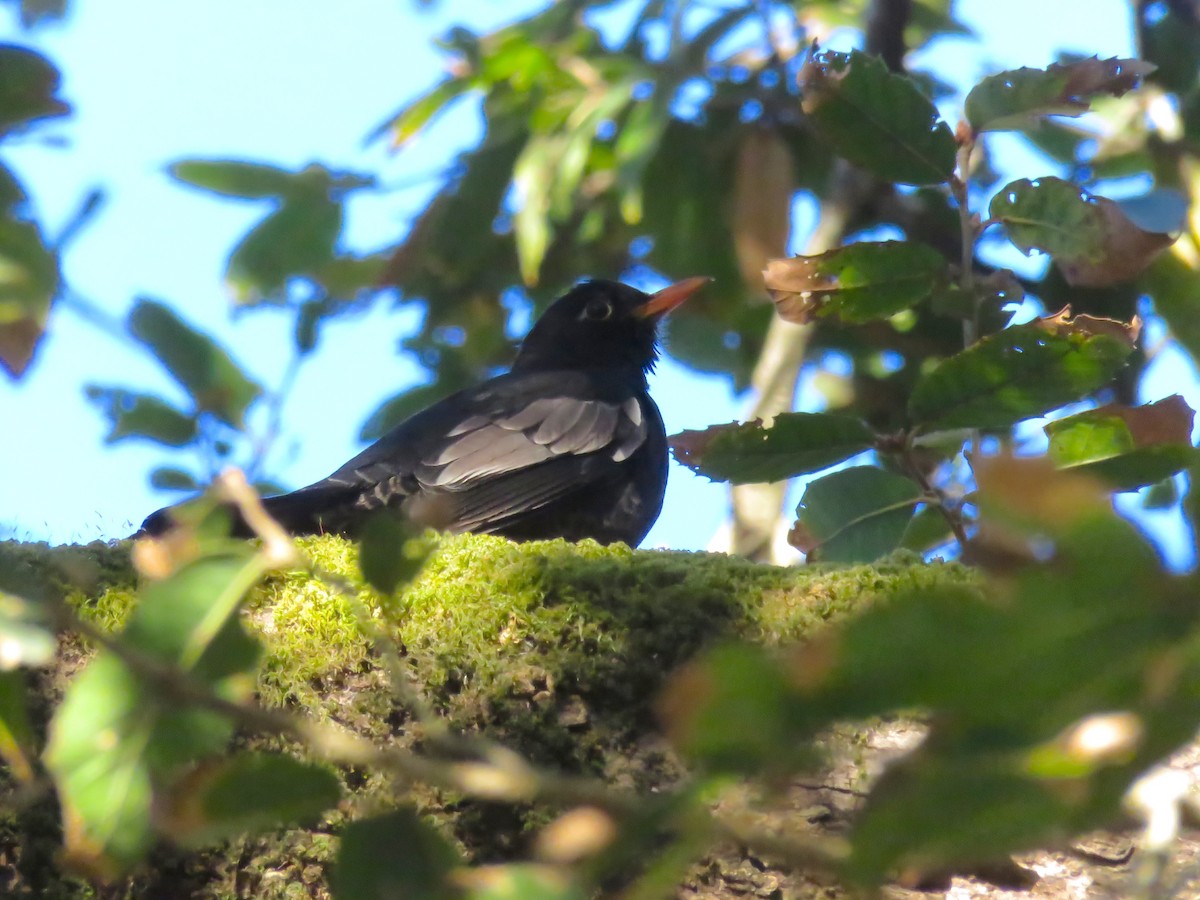 Серокрылый дрозд - ML644737850
