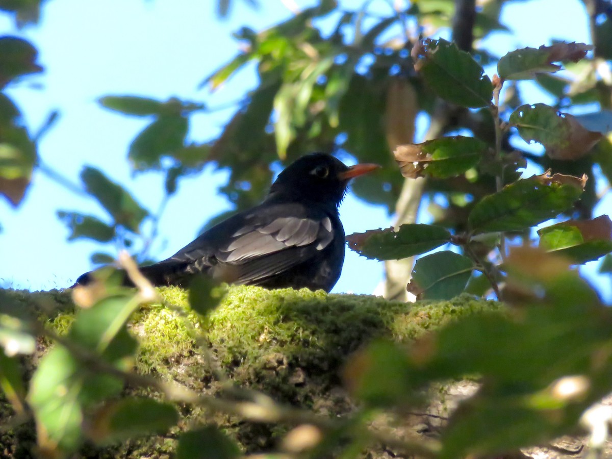 Серокрылый дрозд - ML644737851