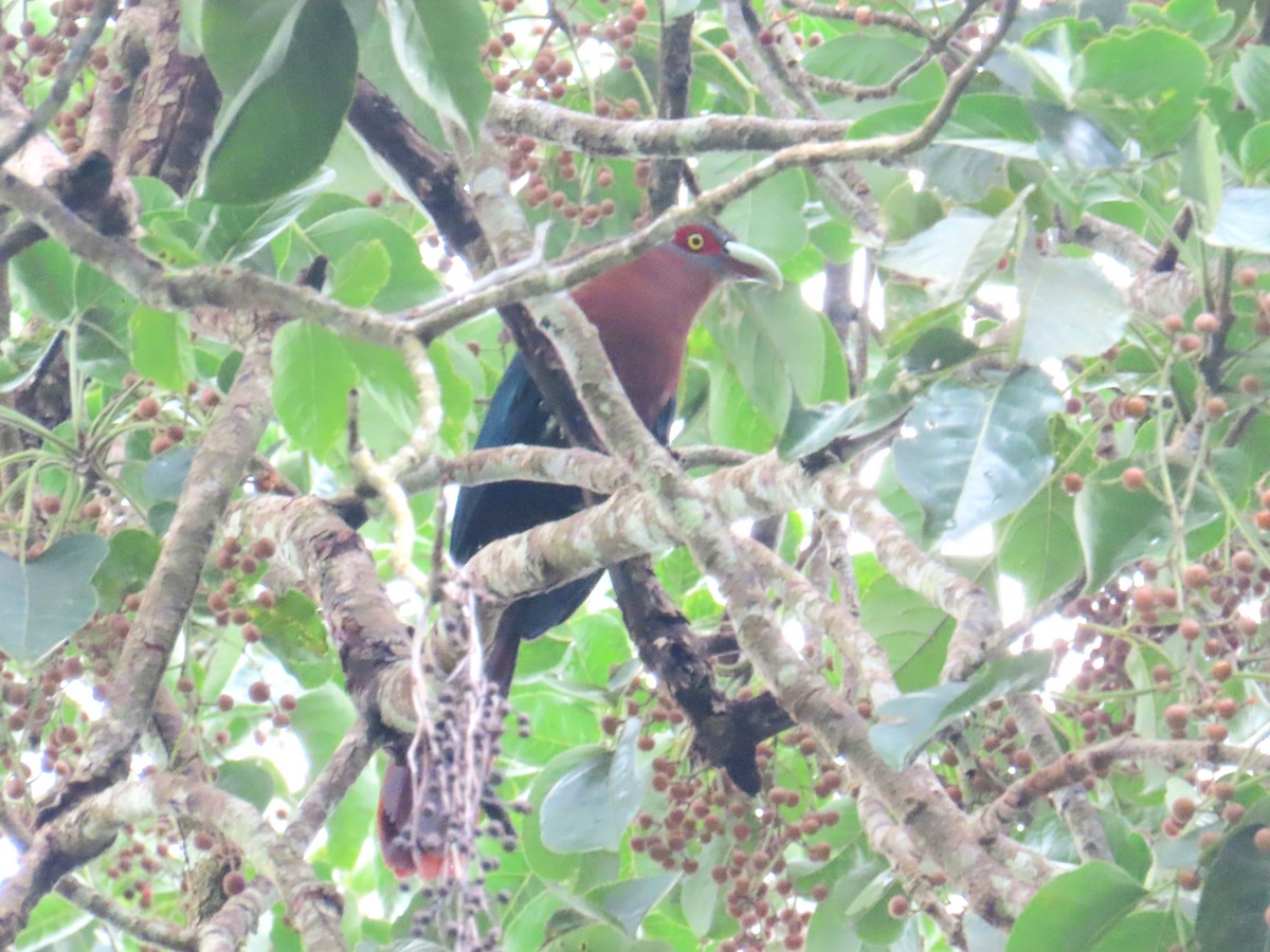 Chestnut-breasted Malkoha - ML644737853