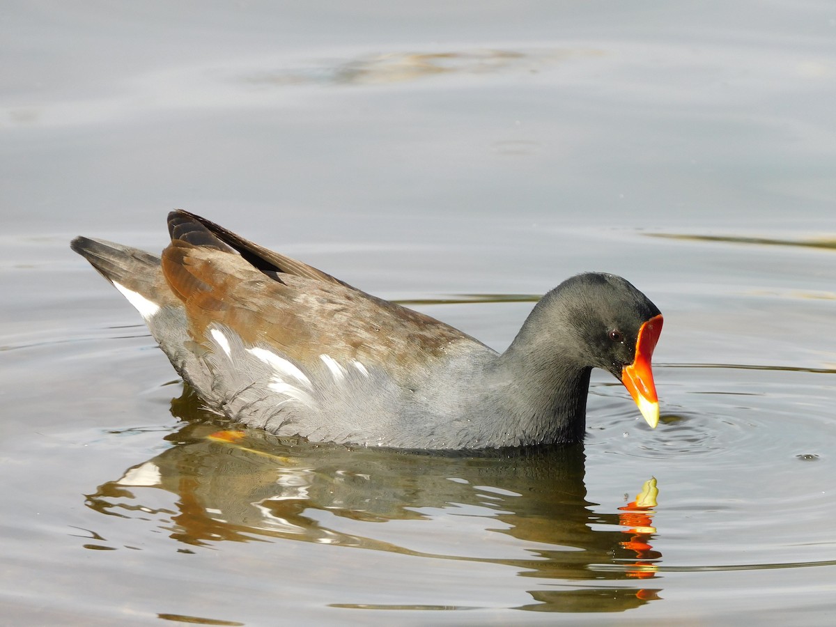 アメリカバン - ML644737858