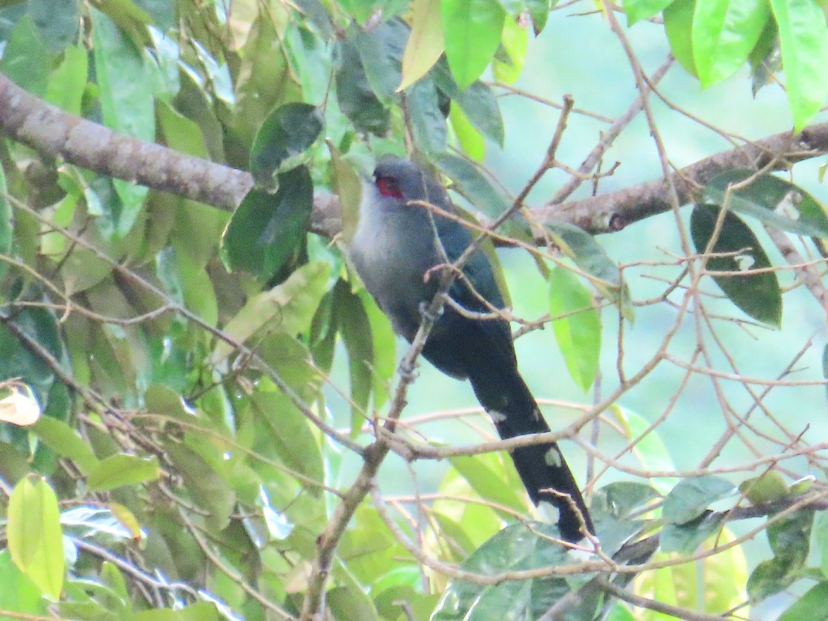 Black-bellied Malkoha - ML644737863