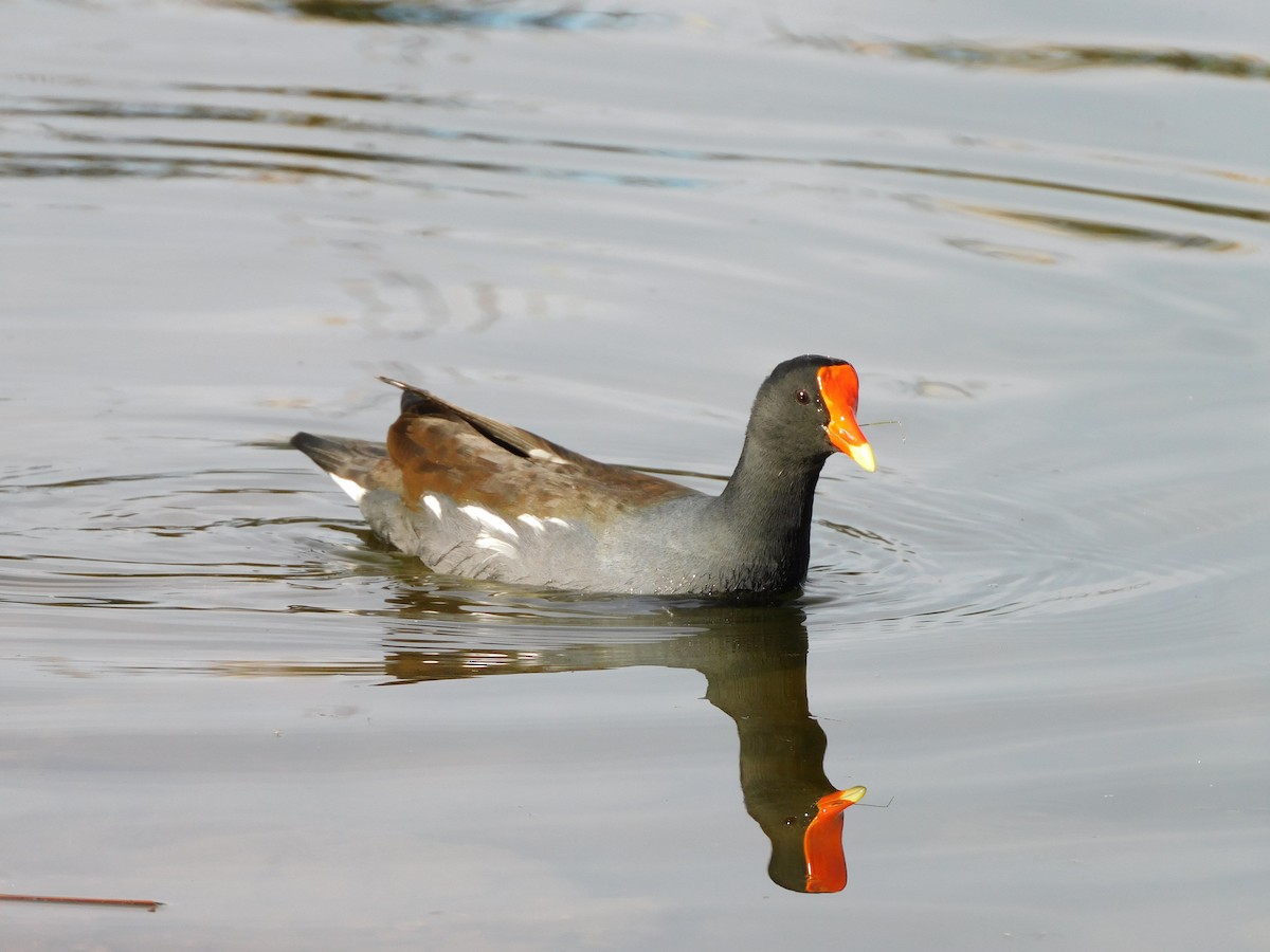 アメリカバン - ML644737864