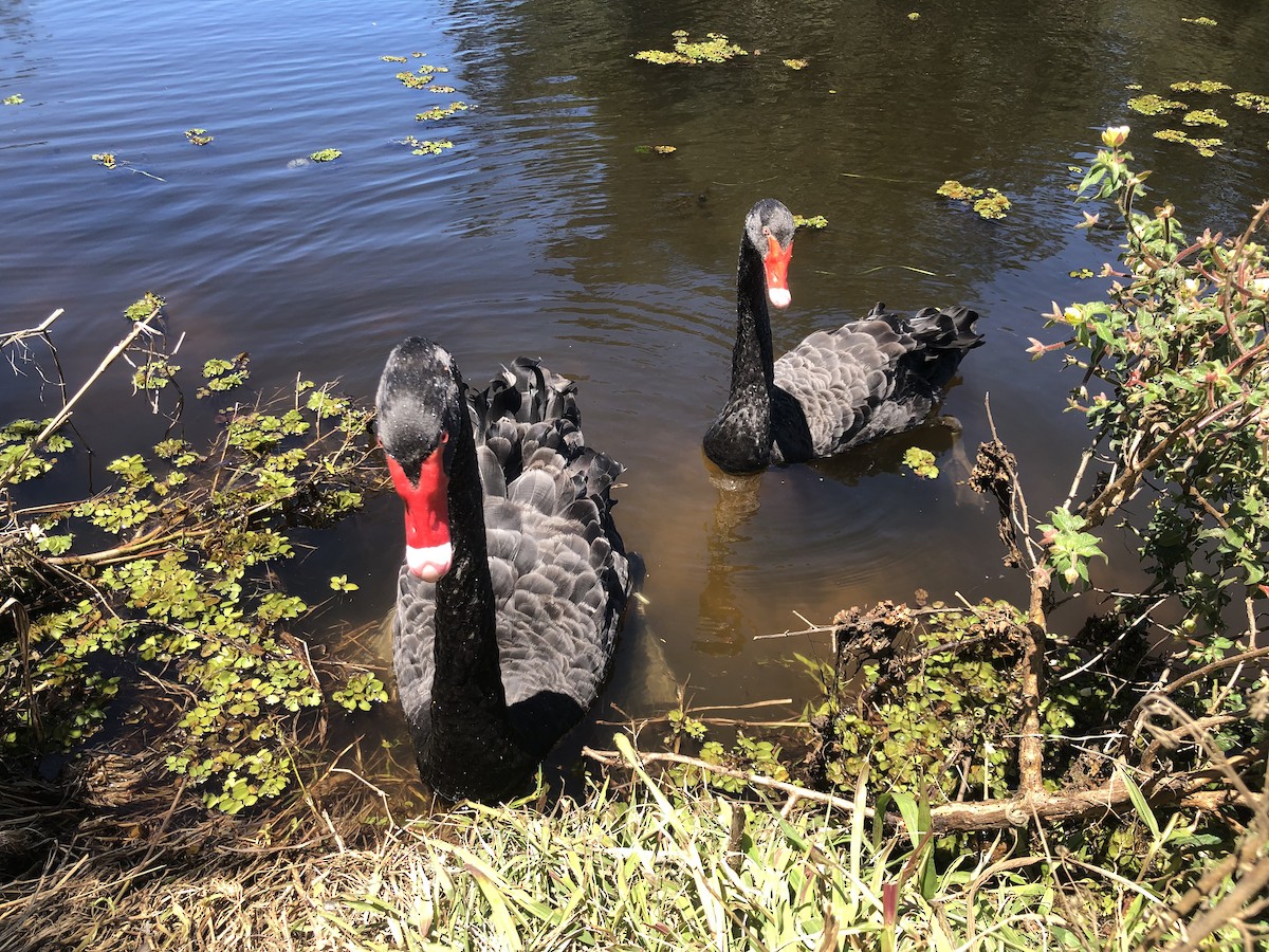 Black Swan - ML644737872