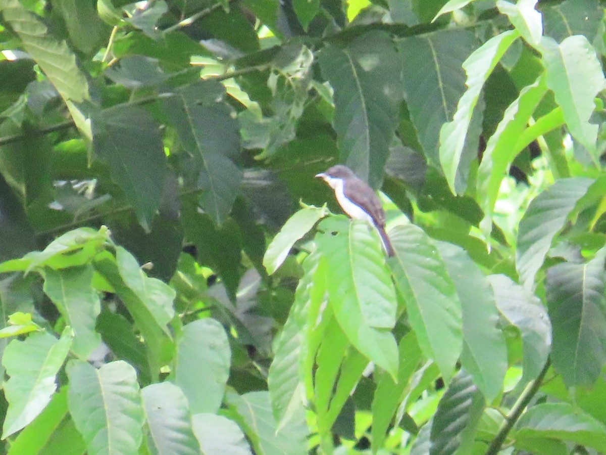 Black-winged Flycatcher-shrike - ML644737873