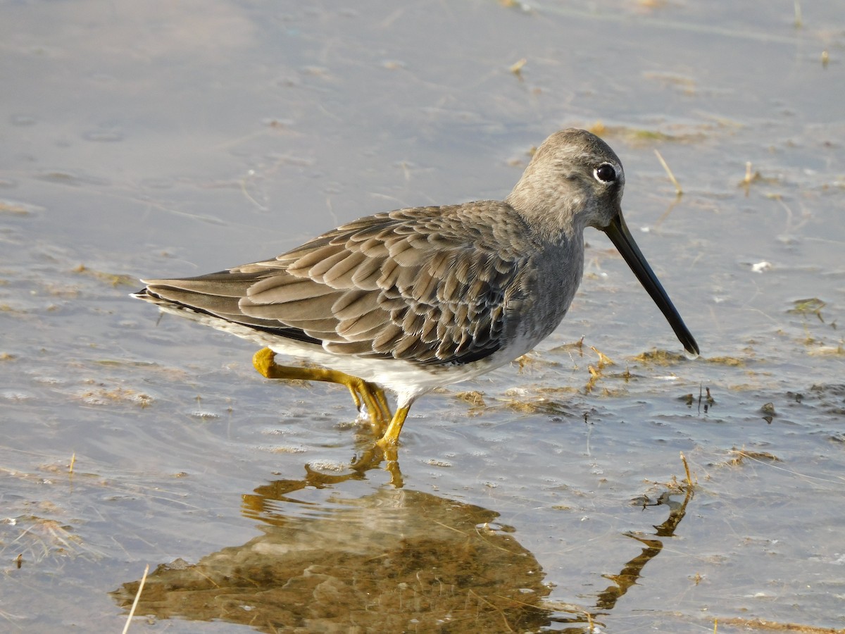 Bécassin à long bec - ML644737883