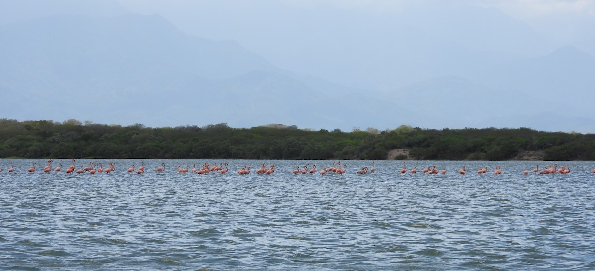 American Flamingo - ML644737884