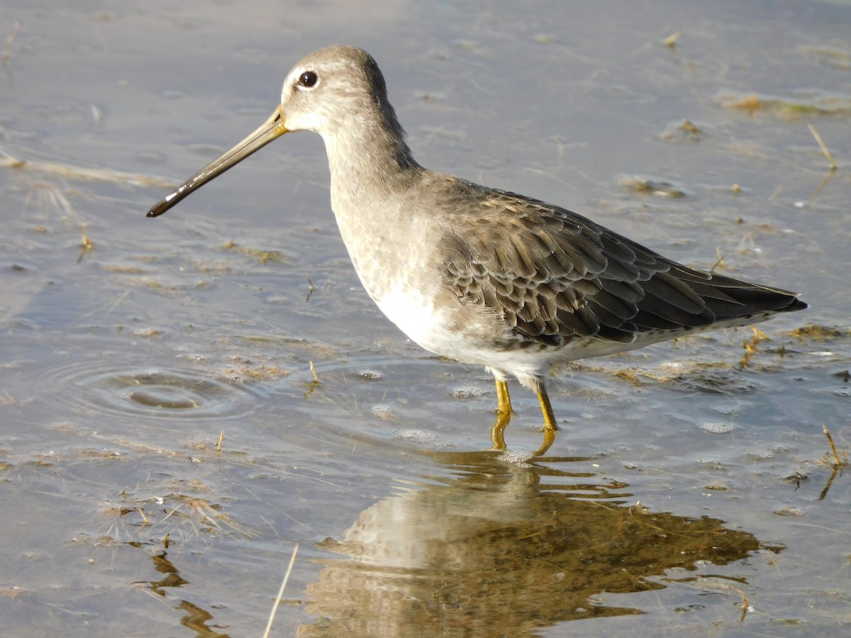 Bécassin à long bec - ML644737886