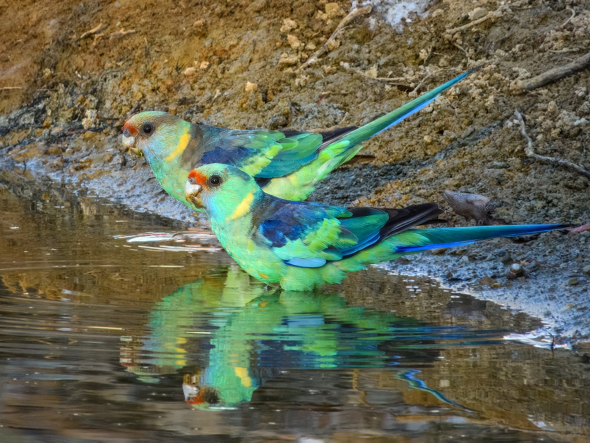 Australian Ringneck (Mallee) - ML644737887