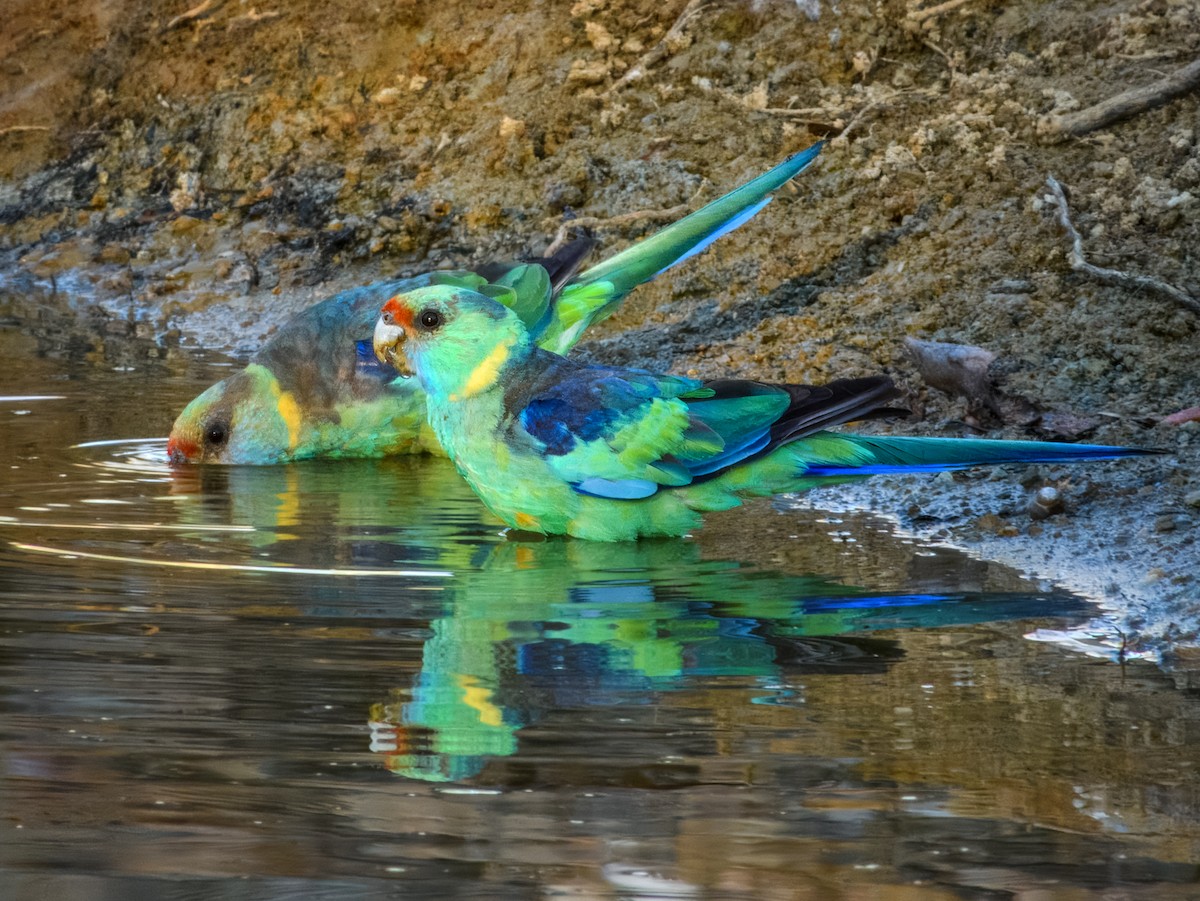 Australian Ringneck (Mallee) - ML644737888