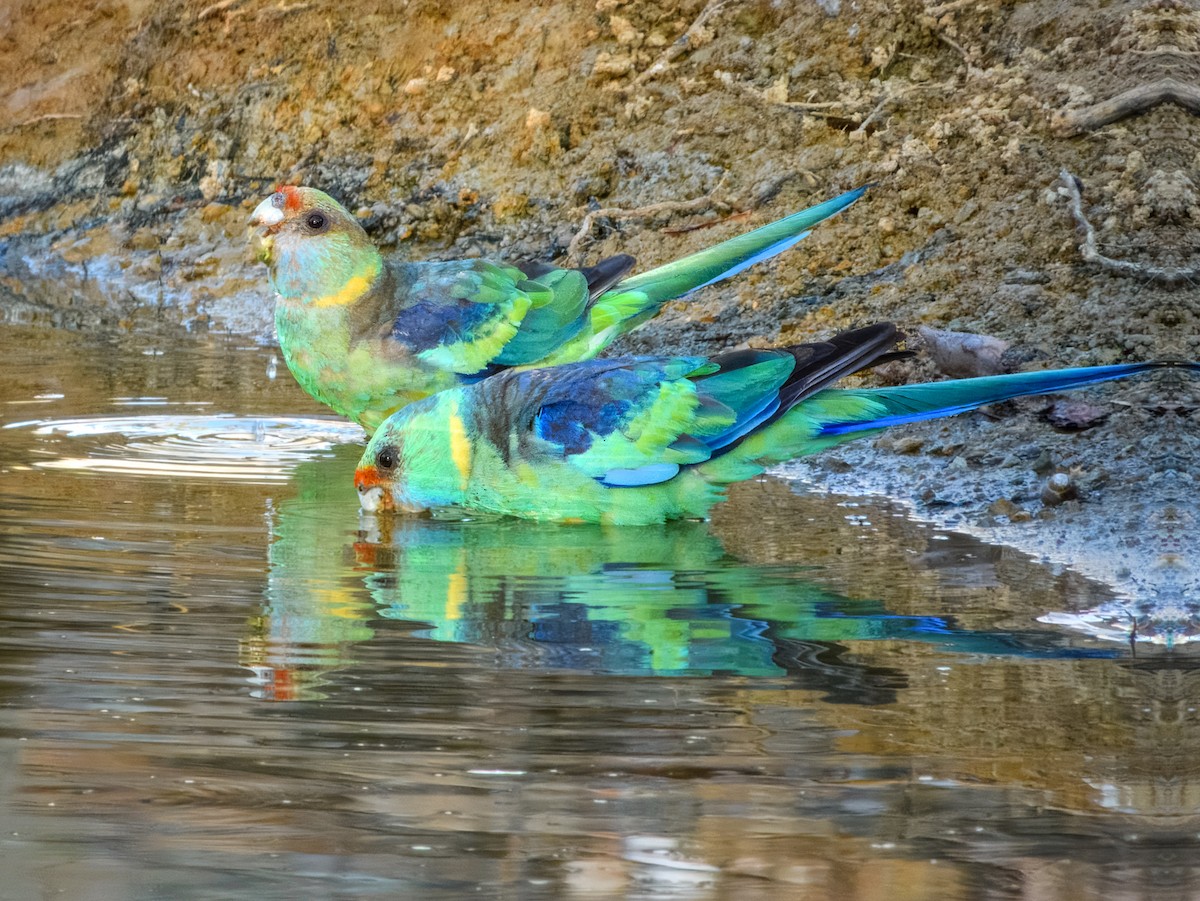 Australian Ringneck (Mallee) - ML644737889