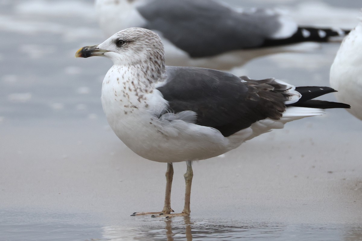 Lesser Black-backed Gull - ML644737891