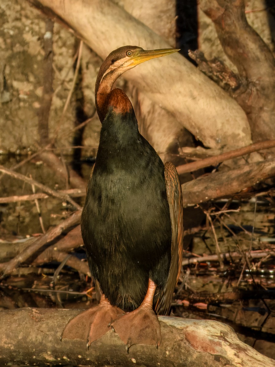 Australasian Darter - ML644737892