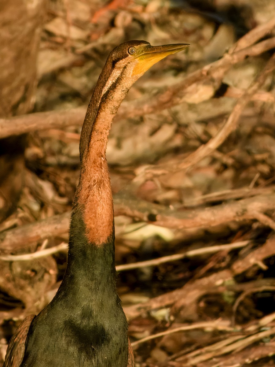 Australasian Darter - ML644737893