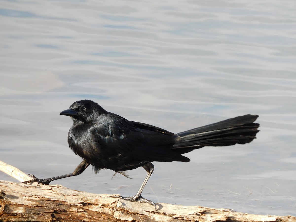 Great-tailed Grackle - ML644737894