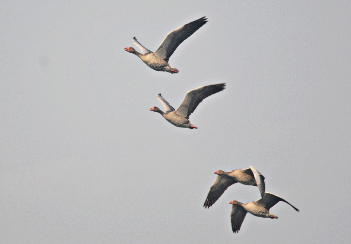 husa velká - ML644737895