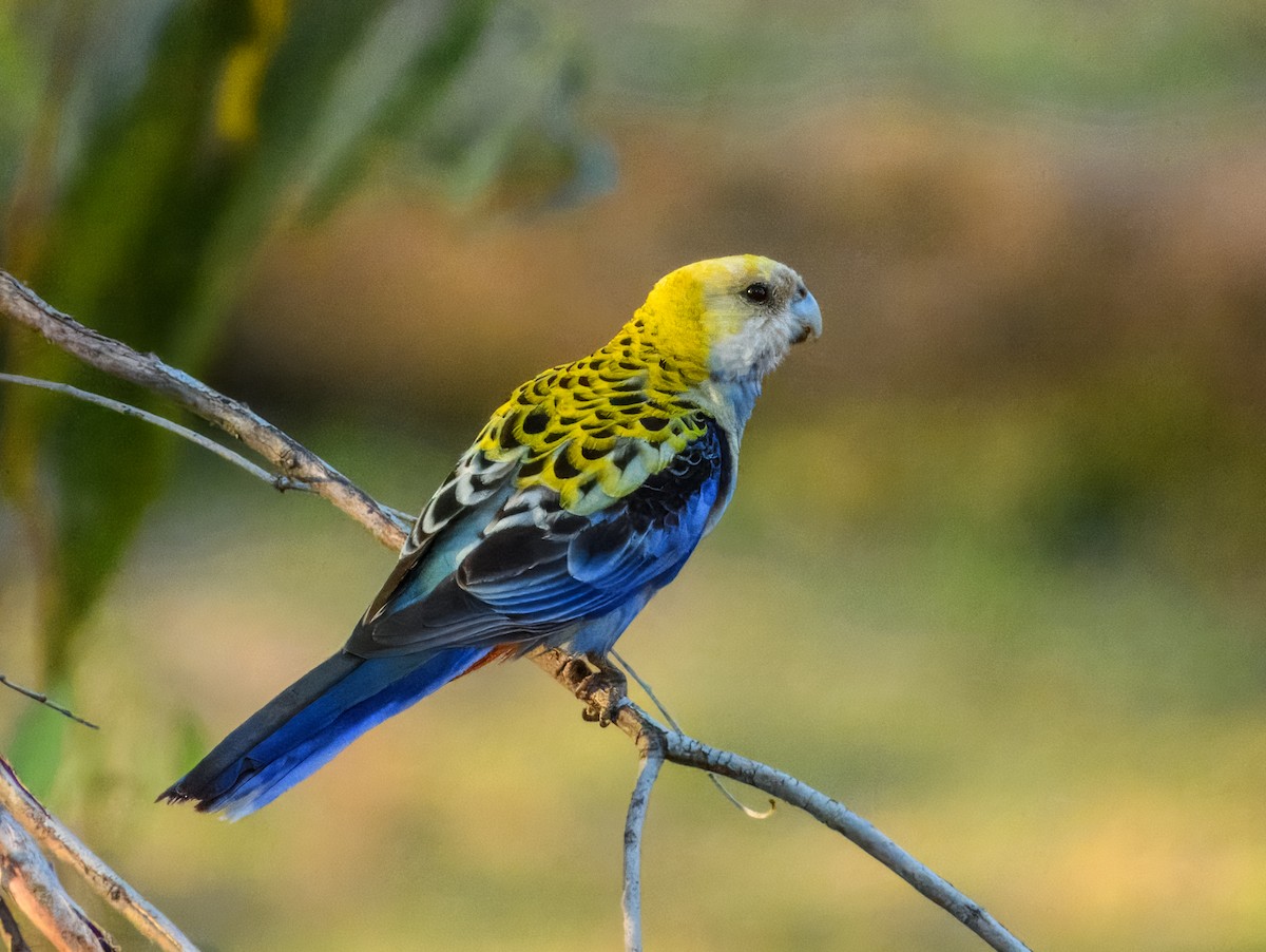 Pale-headed Rosella - ML644737903