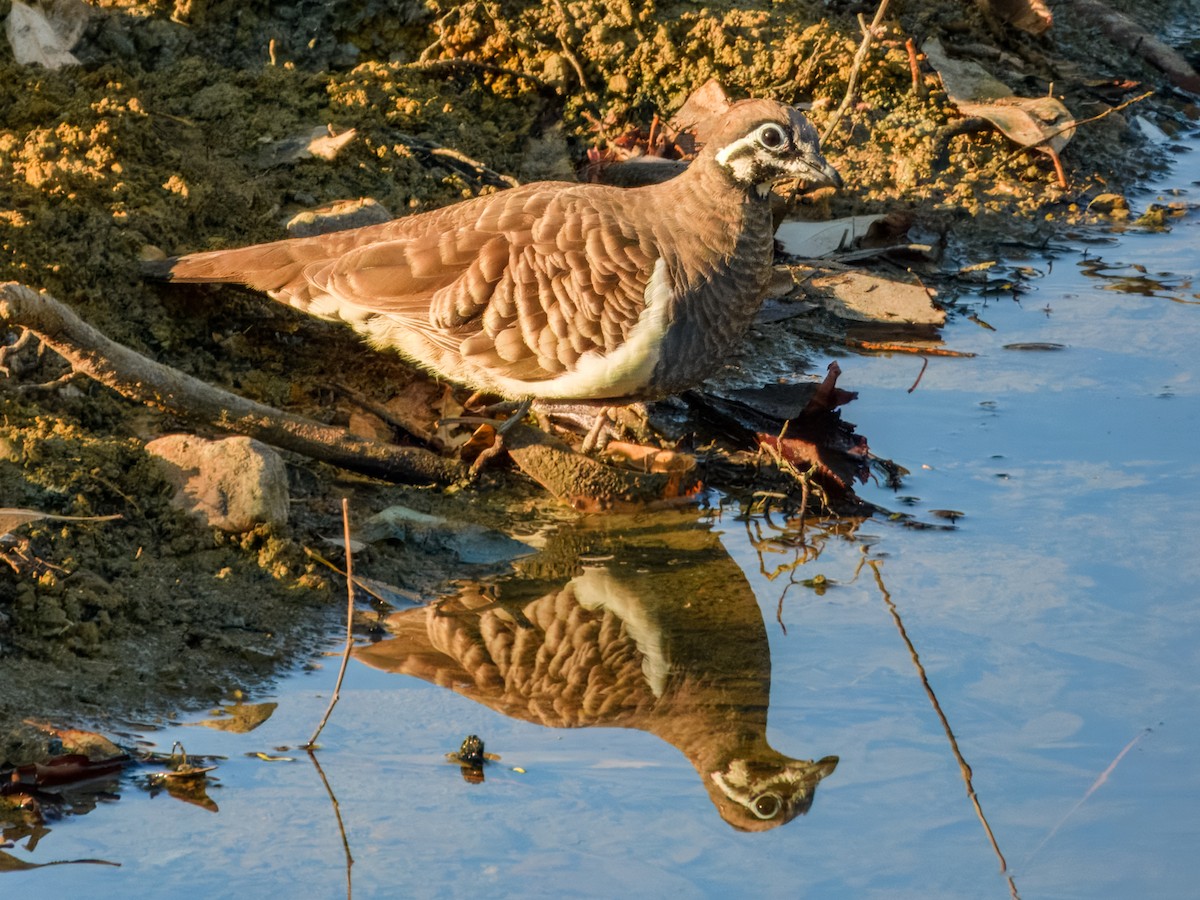 Squatter Pigeon - ML644737924