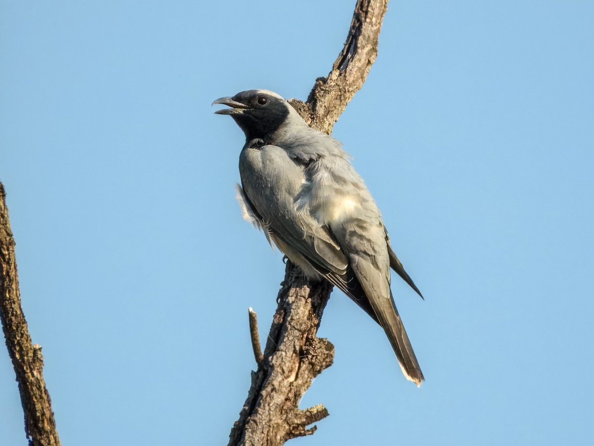 Black-faced Cuckooshrike - ML644737925