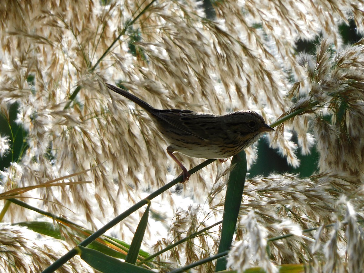 strnadec pruhohlavý - ML644737928