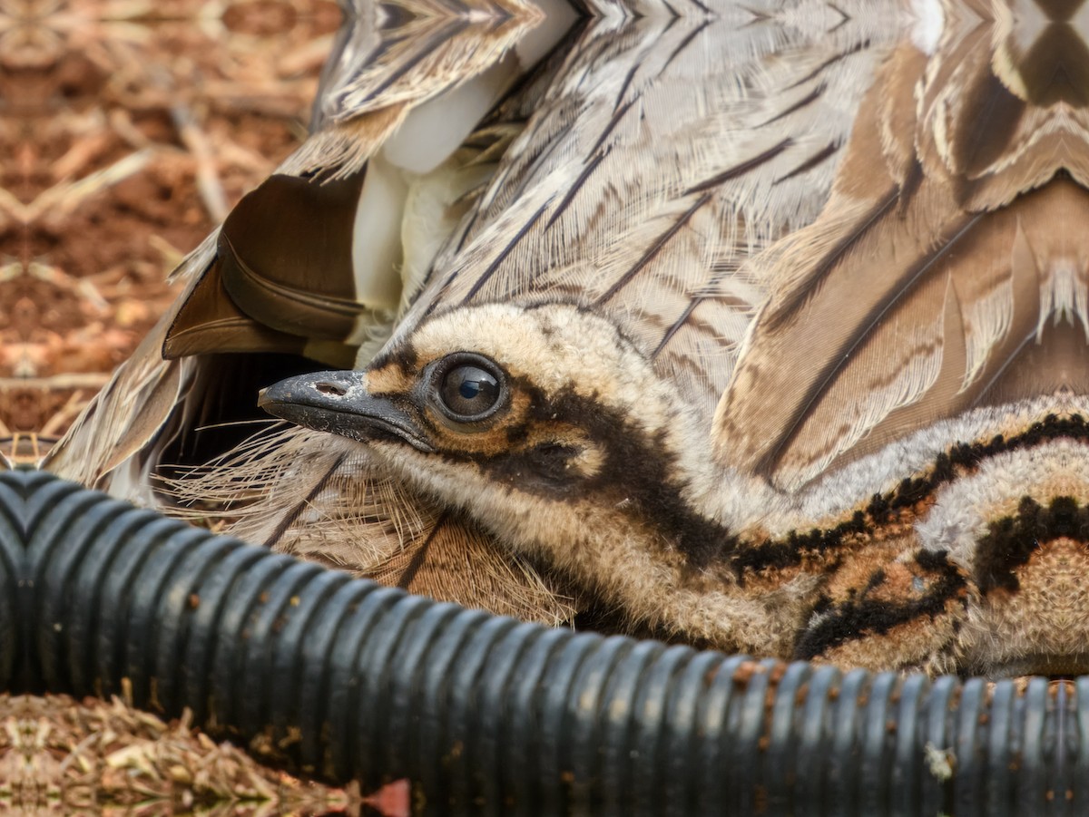 Bush Thick-knee - ML644737933