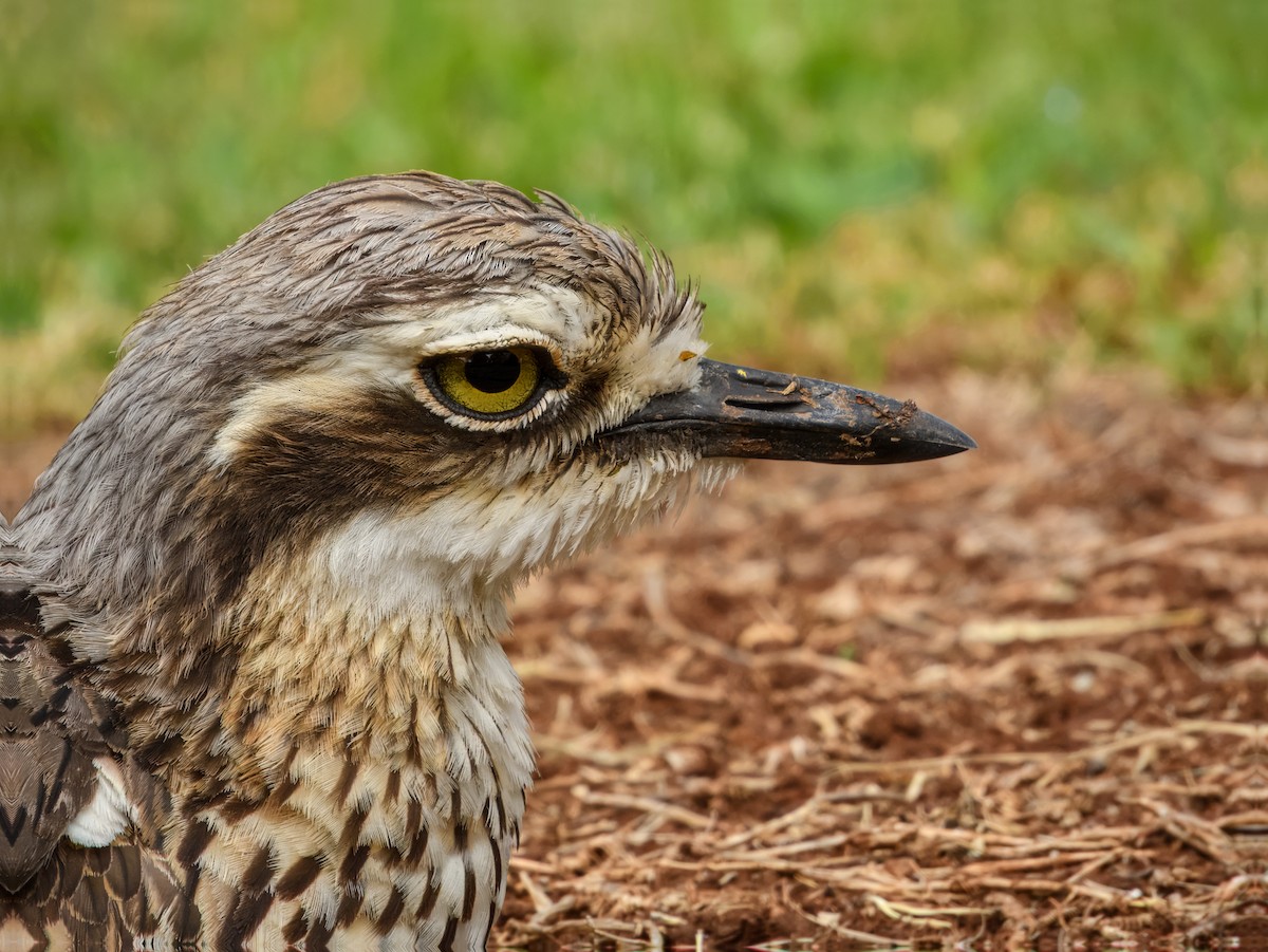 Bush Thick-knee - ML644737934