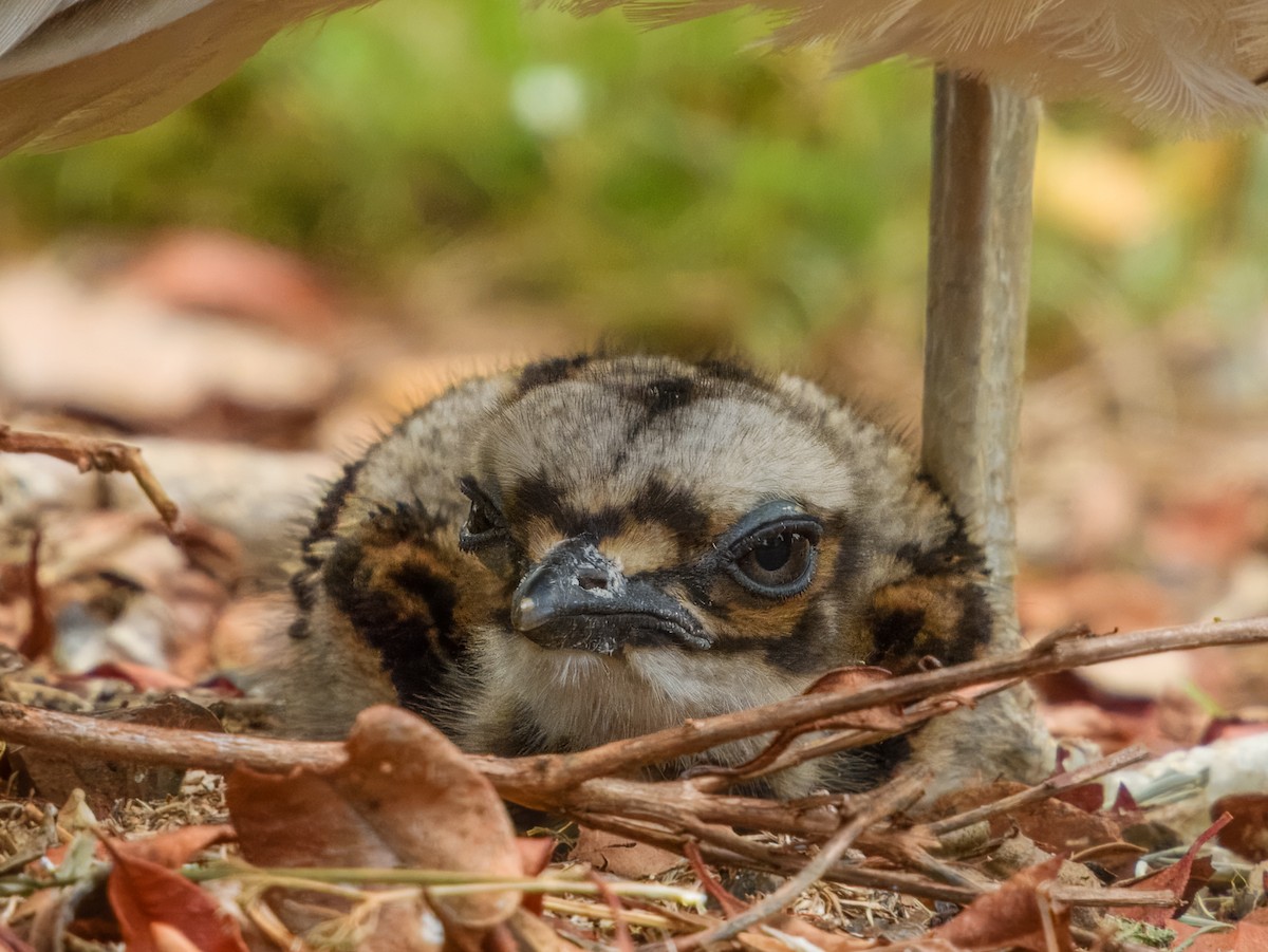 Bush Thick-knee - ML644737935