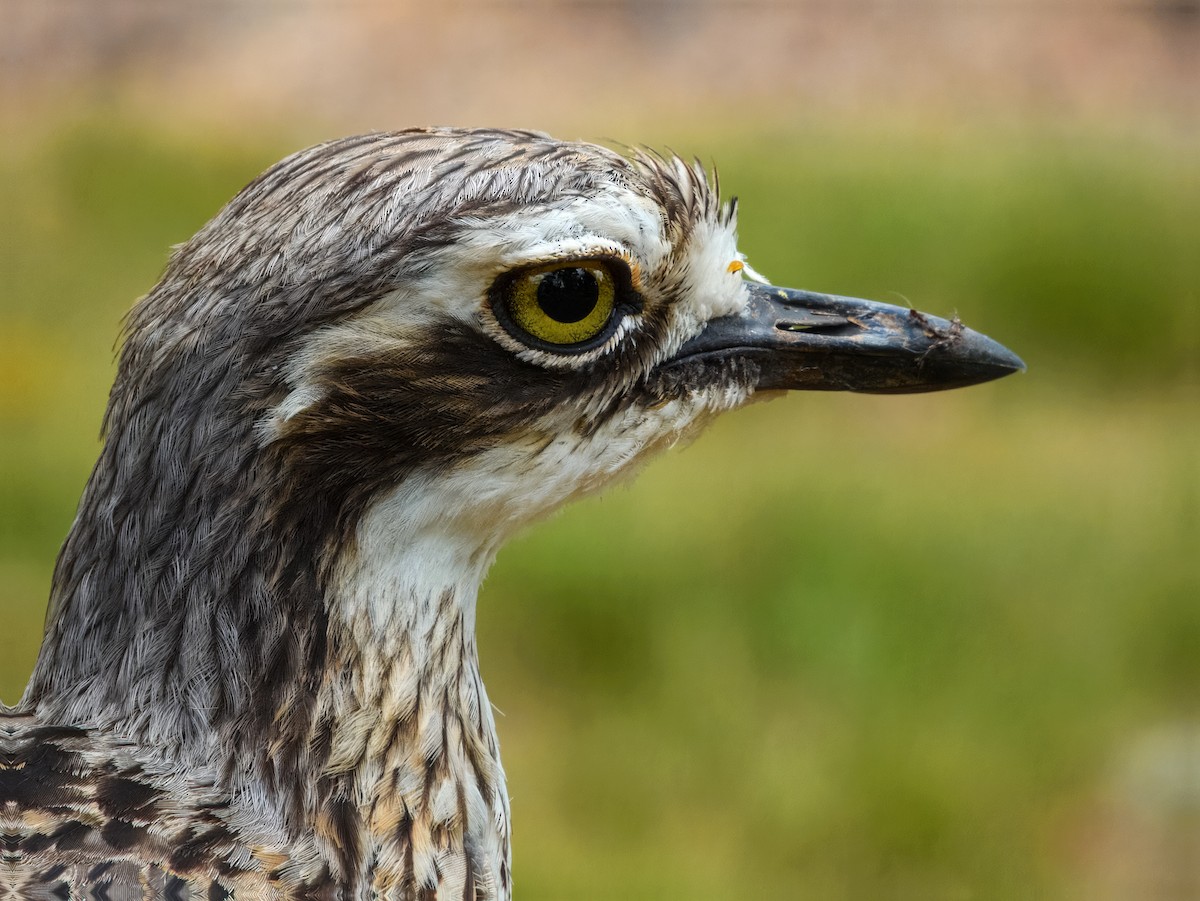 Bush Thick-knee - ML644737936