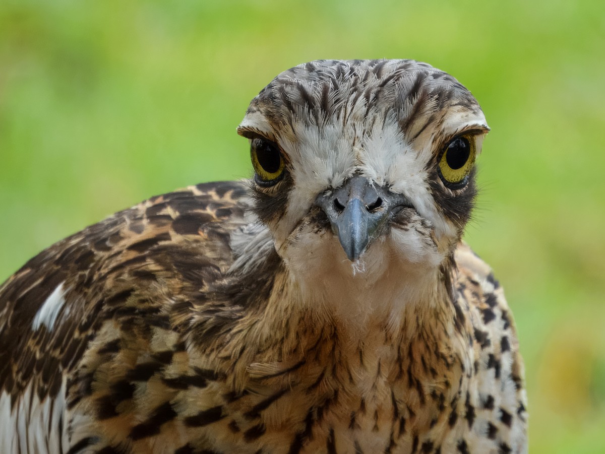Bush Thick-knee - ML644737938