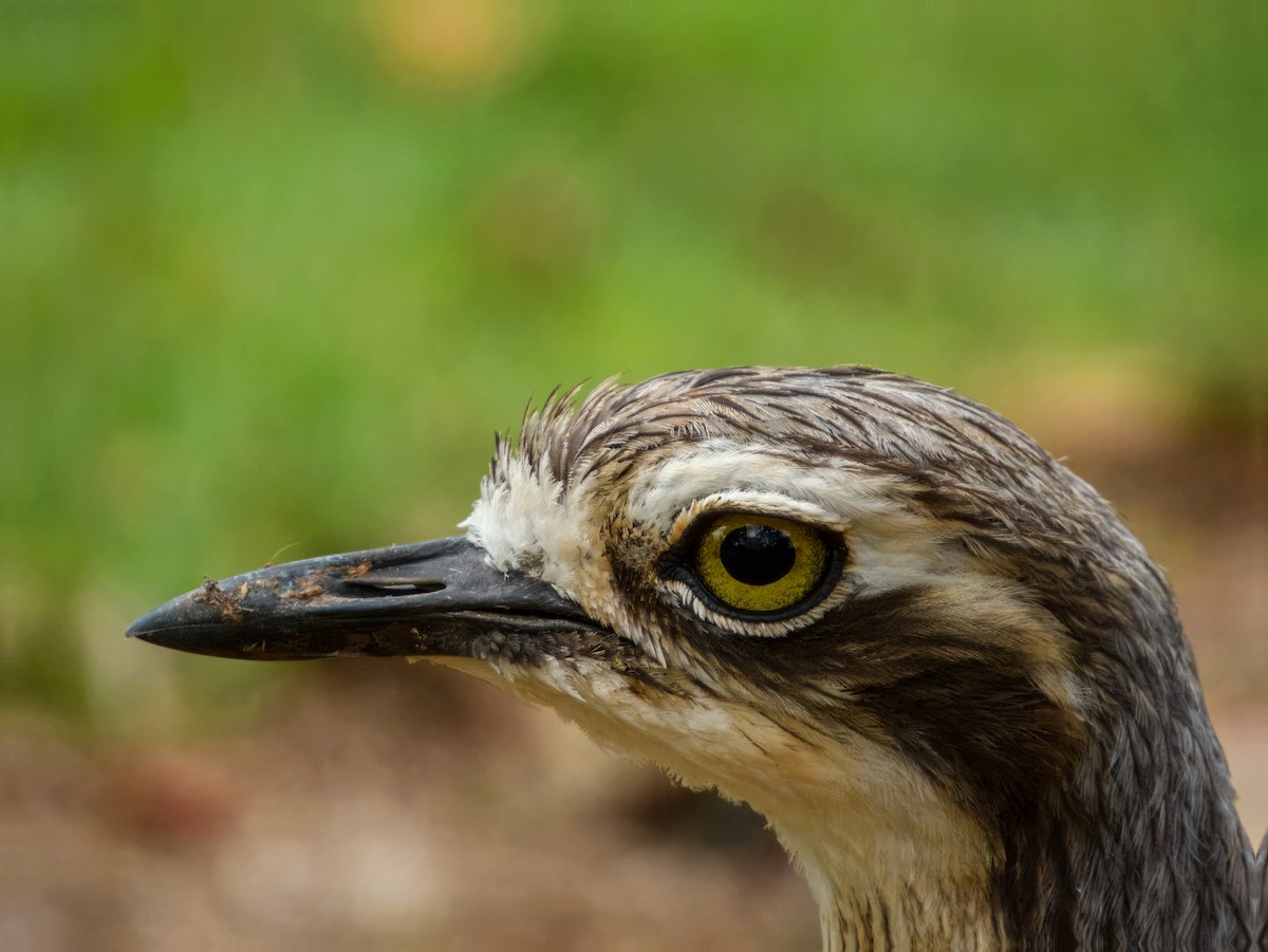 Bush Thick-knee - ML644737939
