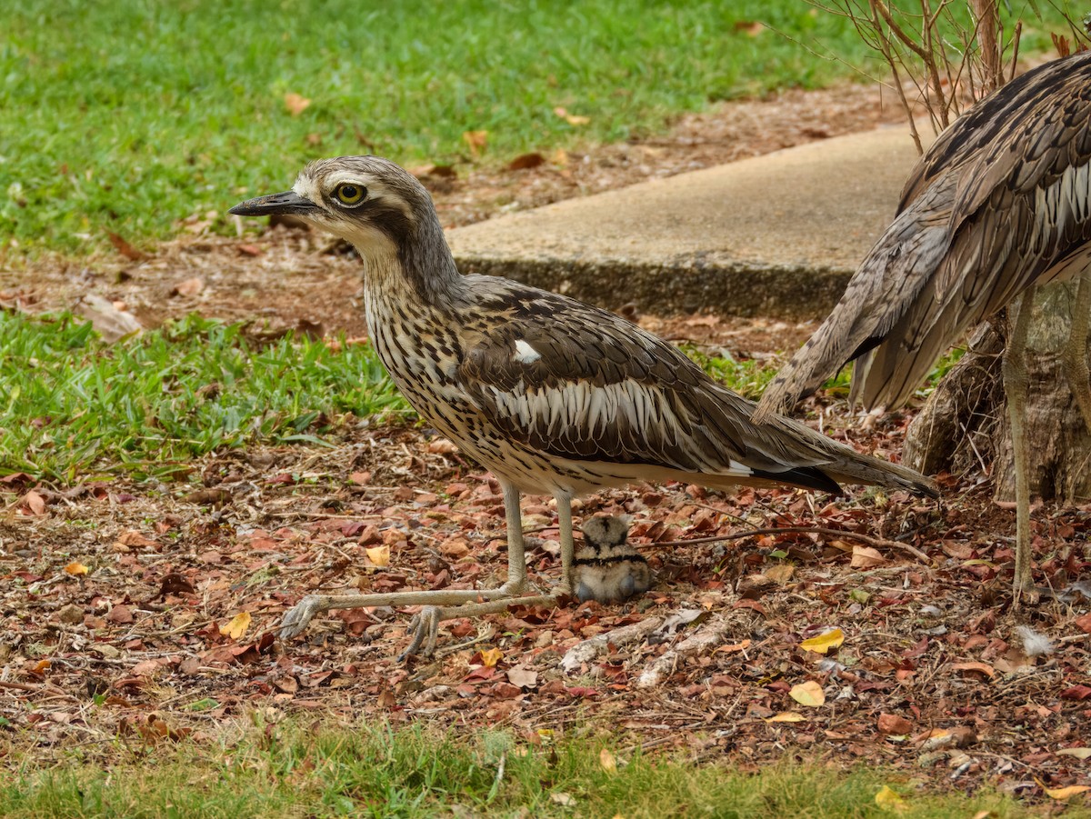 Bush Thick-knee - ML644737940