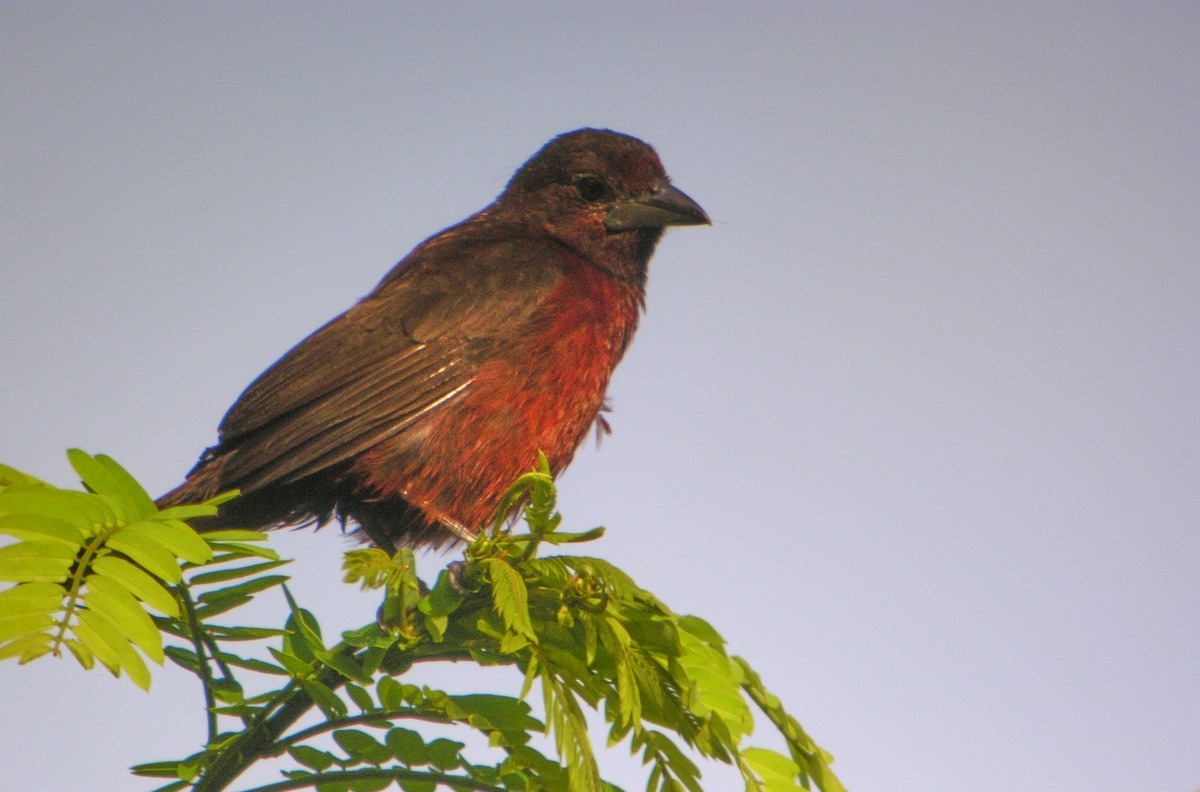 Silver-beaked Tanager - ML644737950