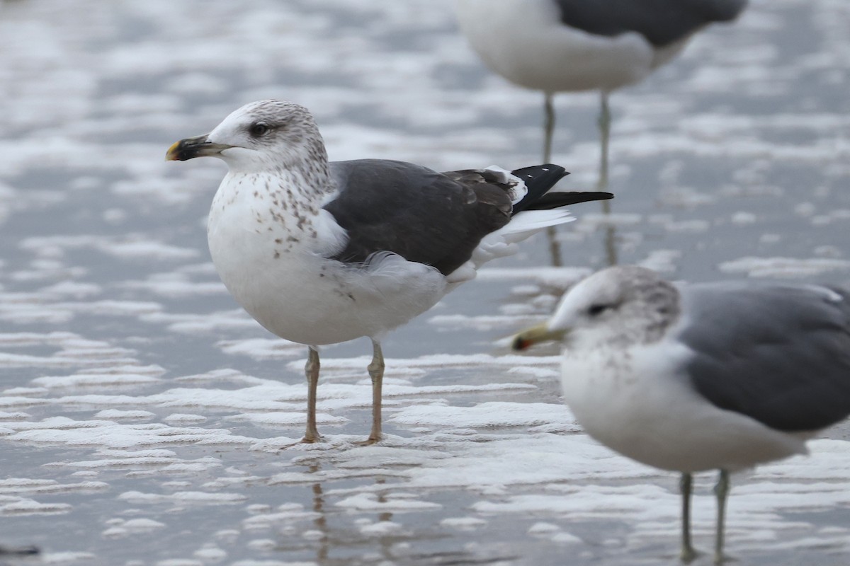 Lesser Black-backed Gull - ML644737954